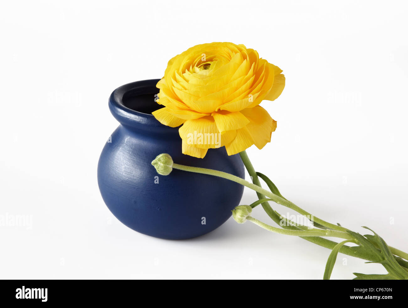 Gelbe Ranunkeln stützte sich auf blauen Blumentopf Stockfoto