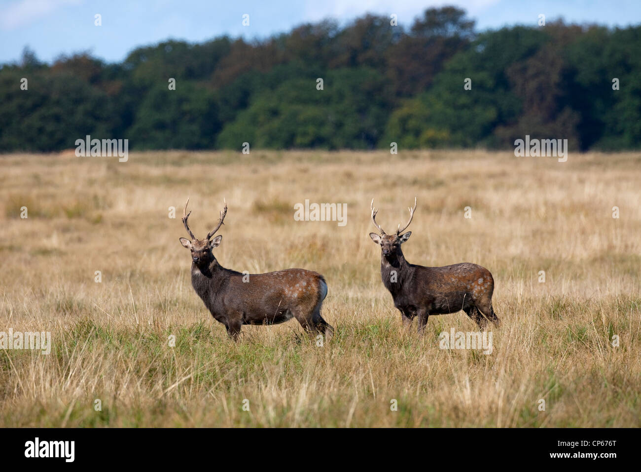 Zwei japanische Sika Rotwild (Cervus Nippon) Hirsche in Grünland im Herbst, Dänemark Stockfoto
