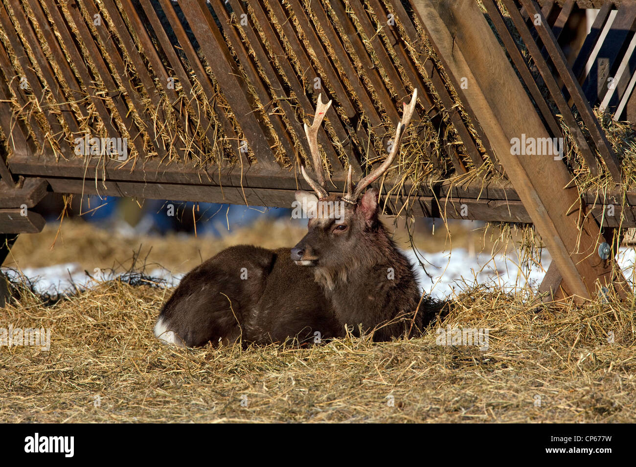 Japanische Sika Rotwild (Cervus Nippon) Hirsch ruht im Heu bei Futterstation im Schnee im Winter, Dänemark Stockfoto