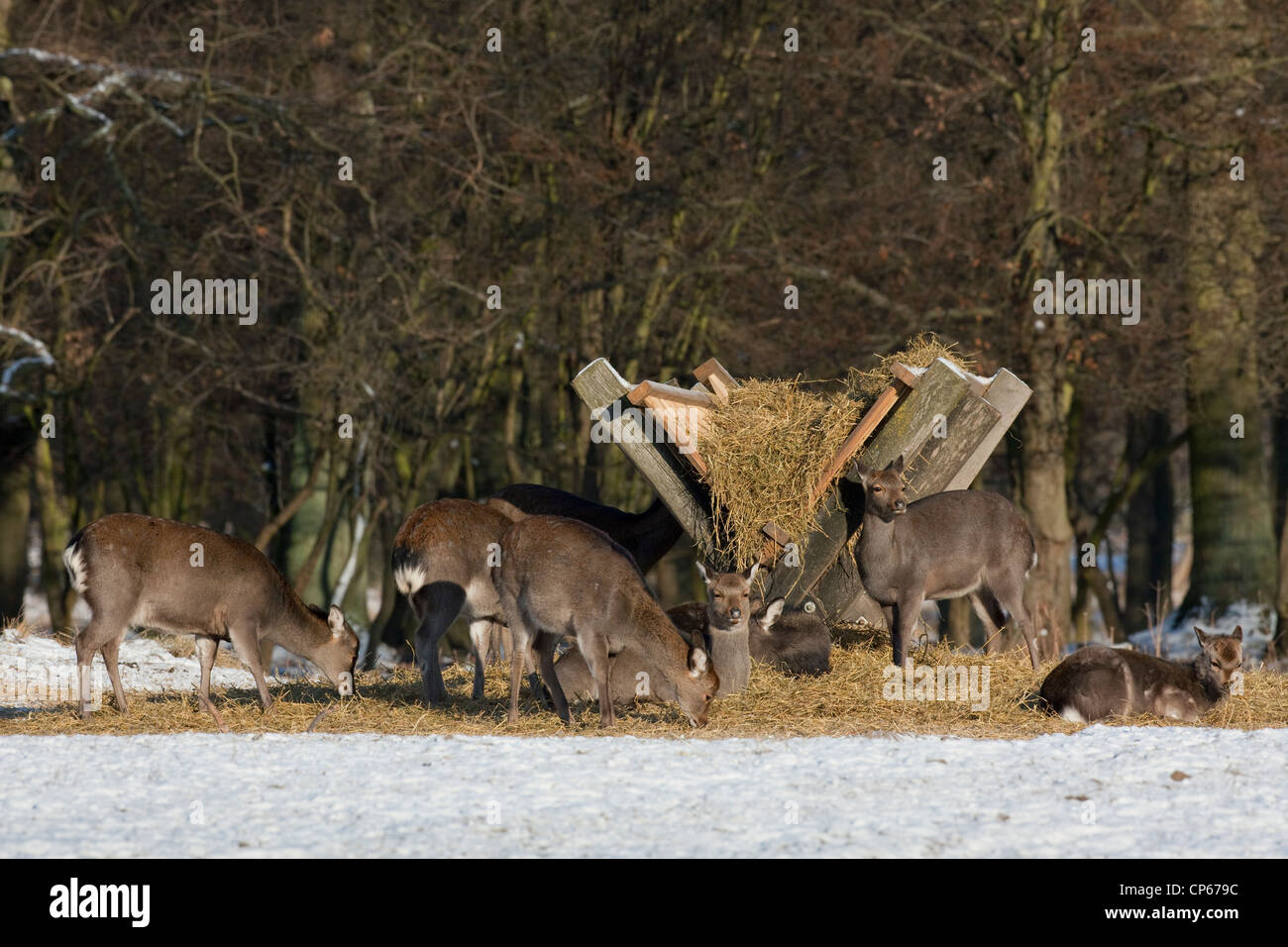 Japanische Sika Rotwild (Cervus Nippon) Hinds Essen Heu an der Futterstelle im Schnee im Winter, Dänemark Stockfoto