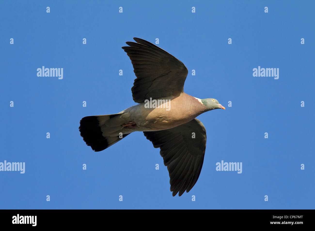 Gemeinsamen Ringeltaube (Columba Palumbus) im Flug, Deutschland Stockfoto