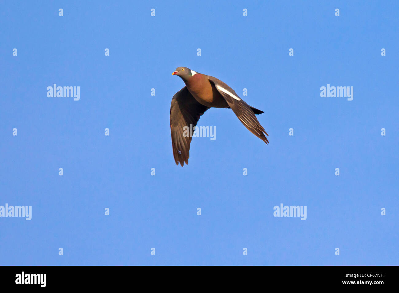 Gemeinsamen Ringeltaube (Columba Palumbus) im Flug, Deutschland Stockfoto