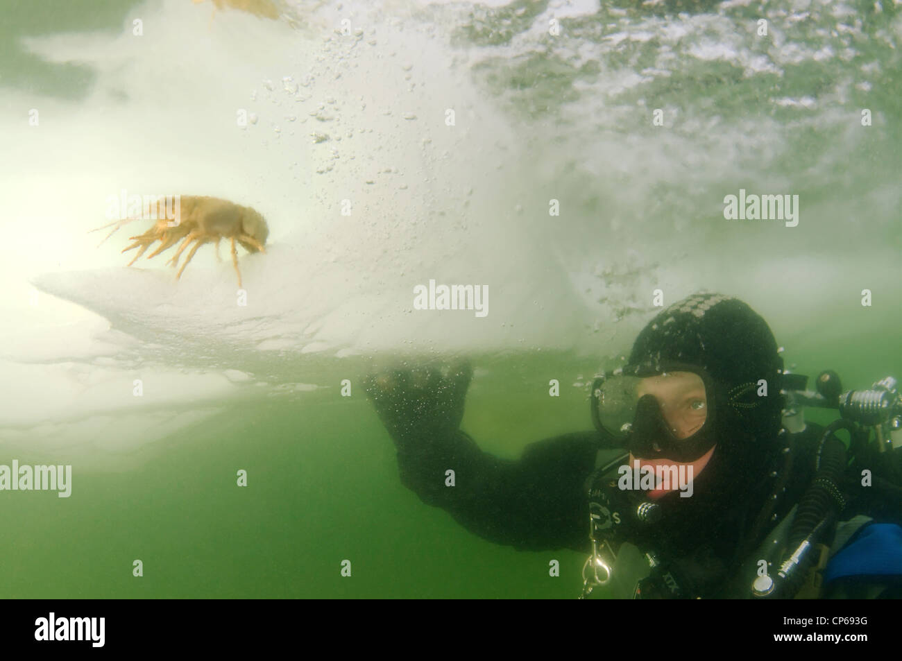 Taucher, subglazialen Tauchen, Eistauchen, im gefrorenen schwarzen Meer, ein seltenes Phänomen, letztmals im Jahr 1977, Odessa, Ukraine fiel, Stockfoto