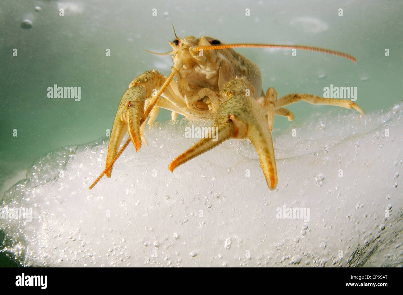 Flusskrebse (Astacus Leptodactilus), atypisch im salzigen Meerwasser das gefrorene schwarze Meer gefunden Stockfoto