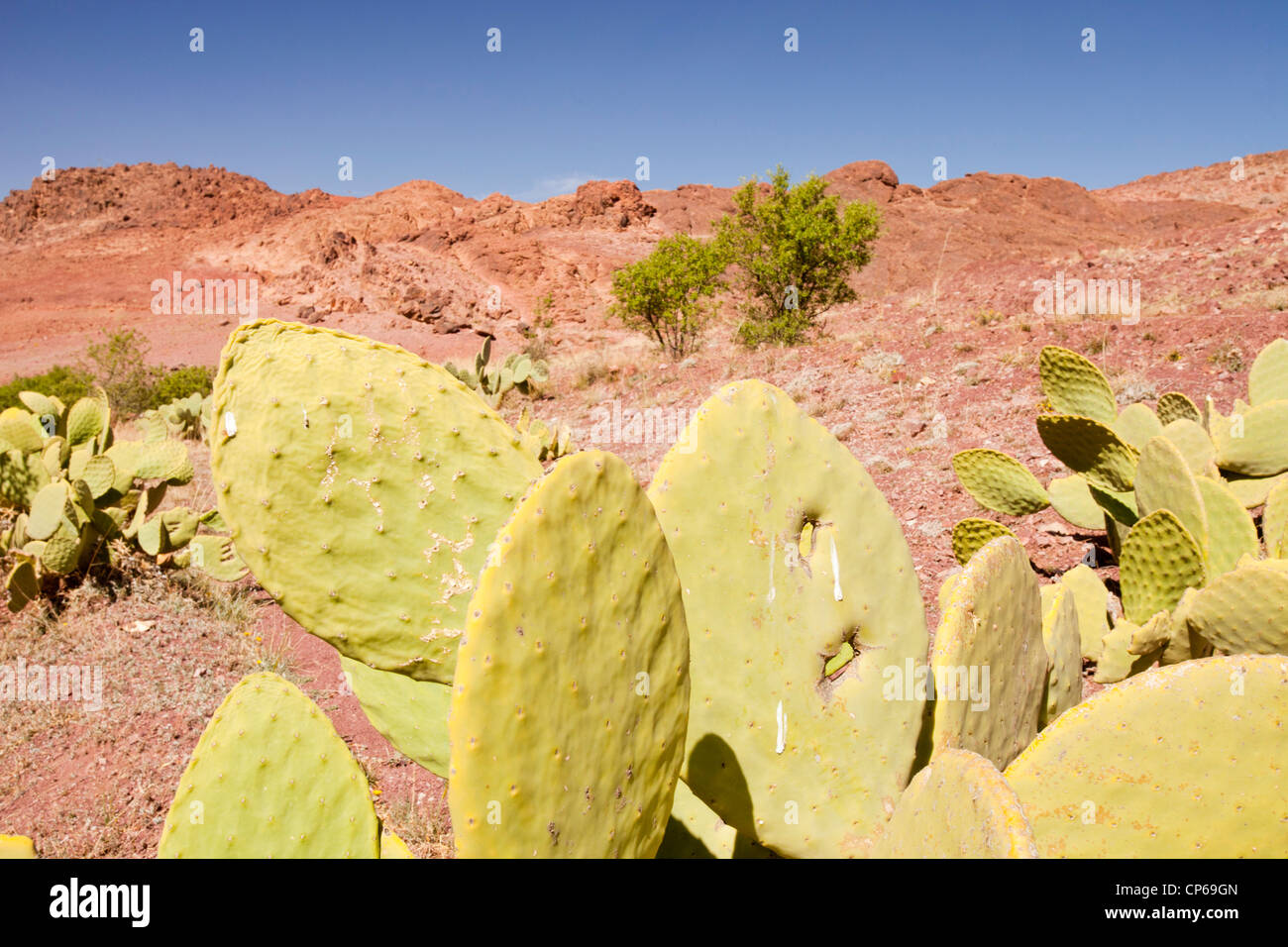 Erodierten Granitblöcken und Feigenkakteen in einem Tal im Anti-Atlas-Gebirge in Marokko, Nordafrika. Stockfoto