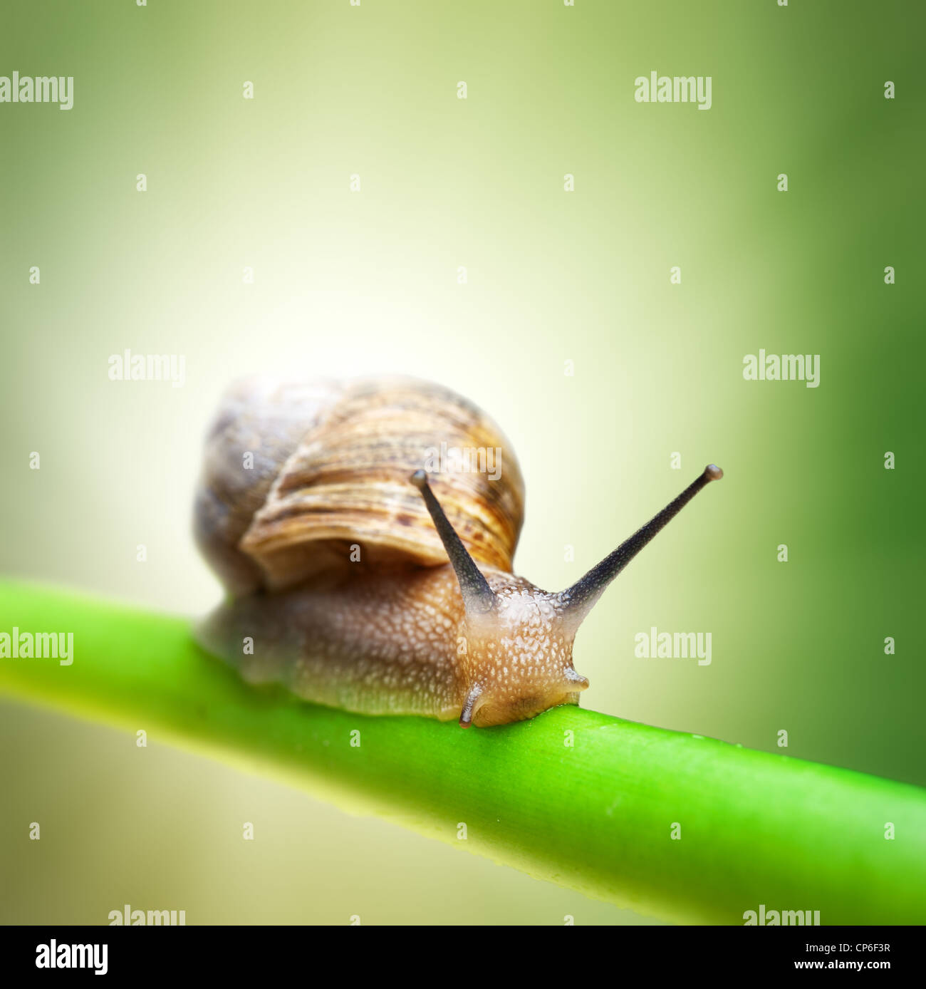 Schnecke kriecht auf grünem Stiel Stockfoto