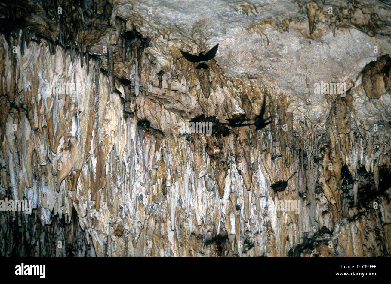 Tonga, South Pacific, Anahulu Höhle mit Verschachtelung Höhle schluckt. Stockfoto