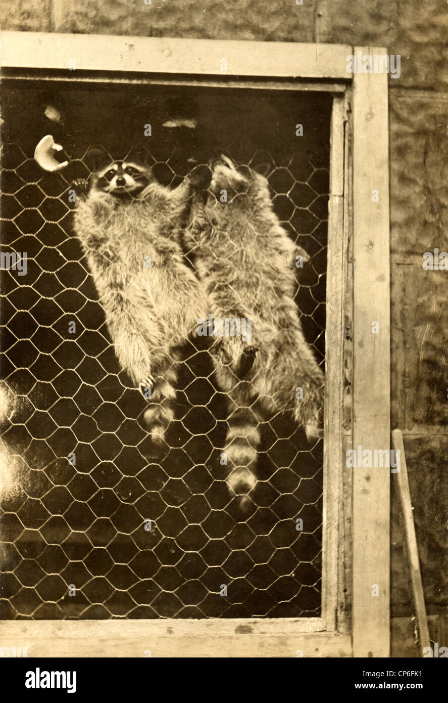 Zwei Waschbären, die versucht, einen Käfig entkommen Stockfoto