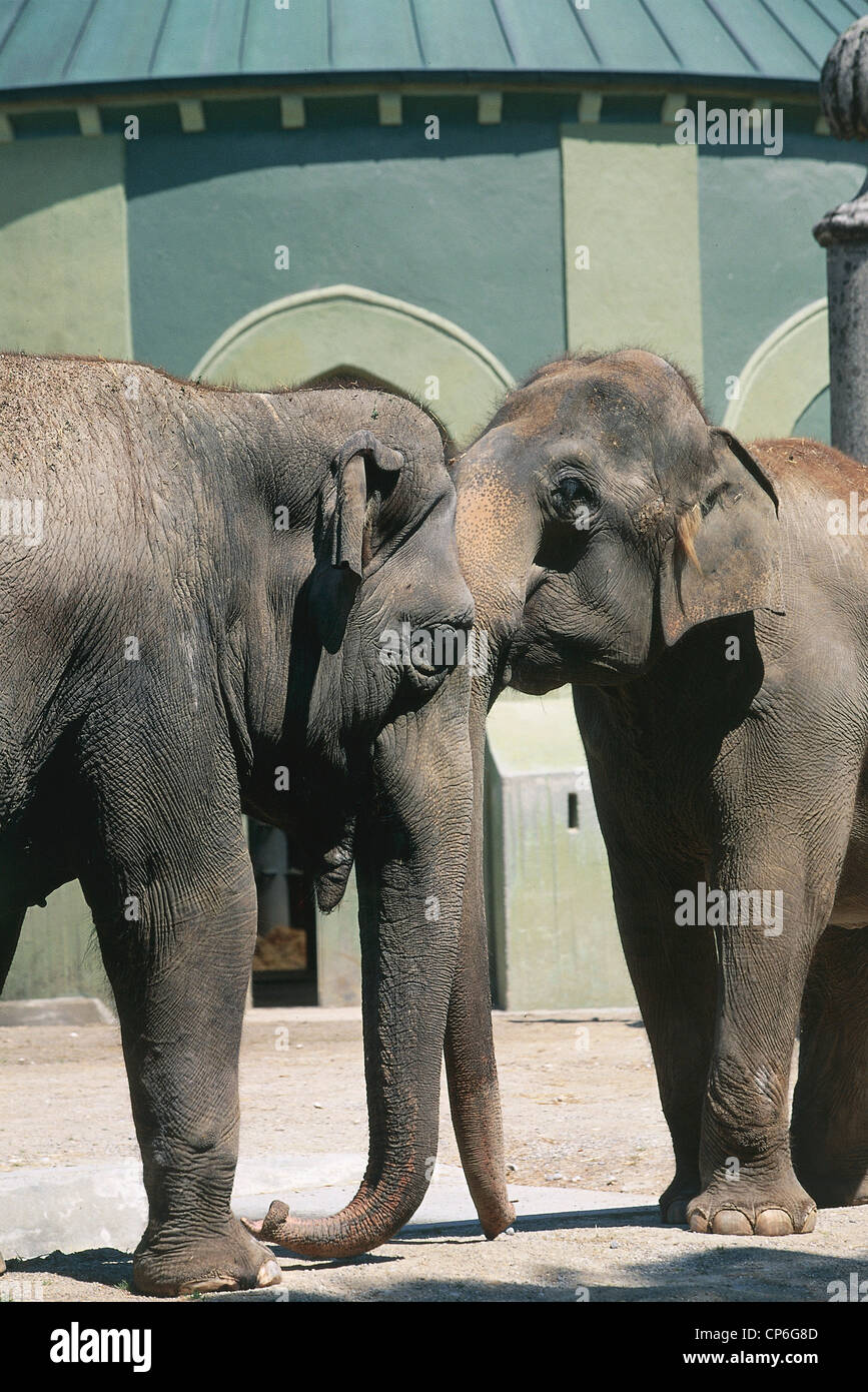 Deutschland - München - Monaco di Baviera. Hellabrunn, Elefanten im Zoo. Stockfoto