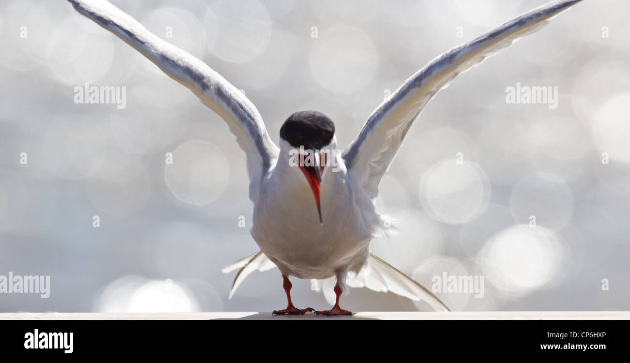 Tern in Finnland Stockfoto