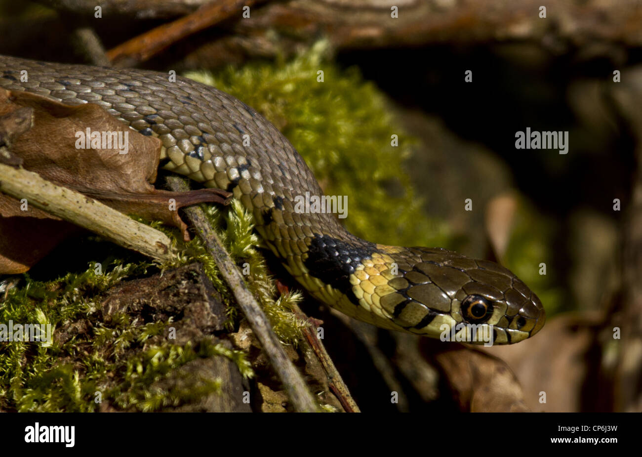 Britische Ringelnatter, Imge wild in Warwickshire bei Brandon Marsh Nature Reserve genommen Stockfoto