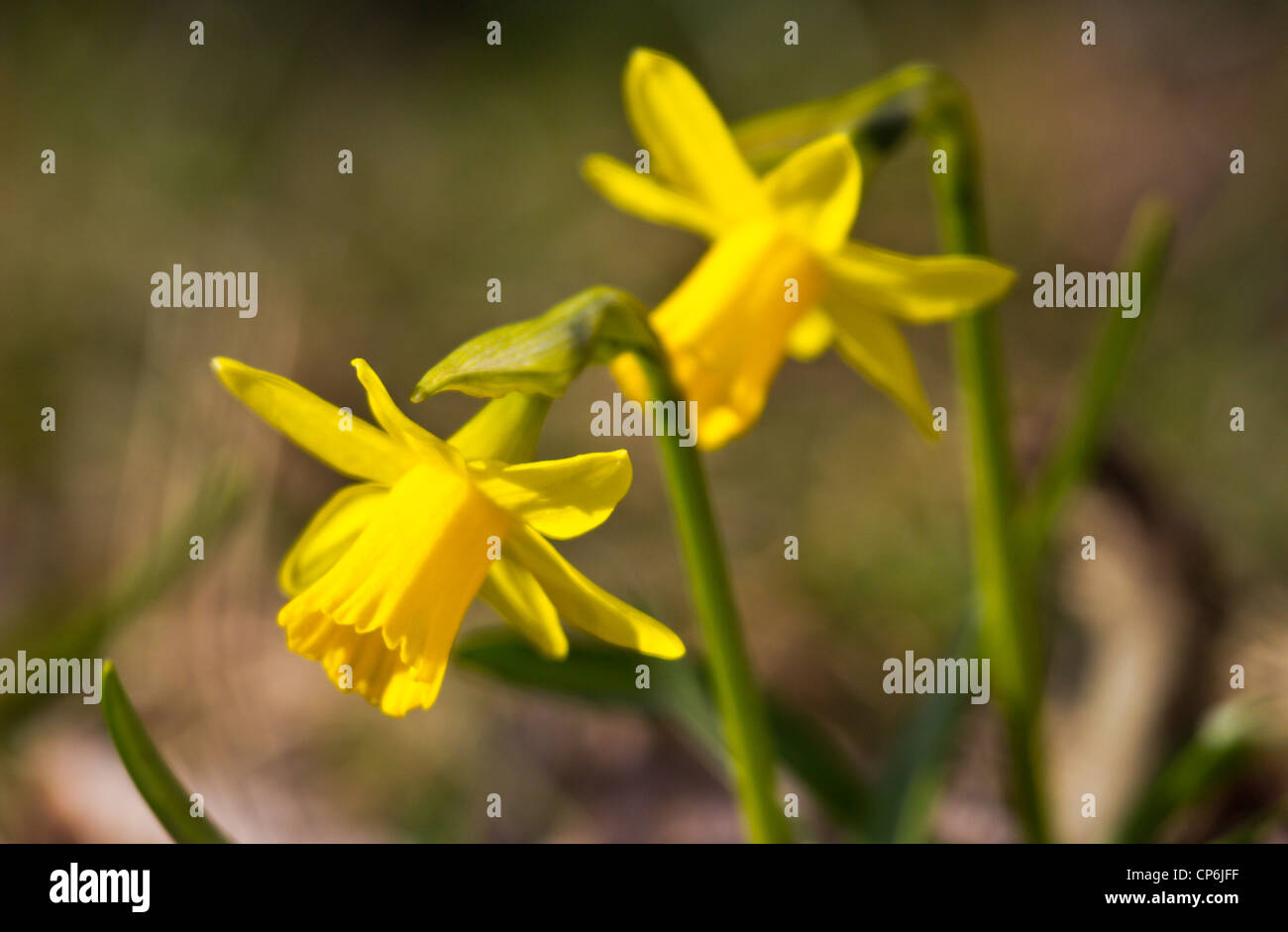 gelbe Narzisse Stockfoto