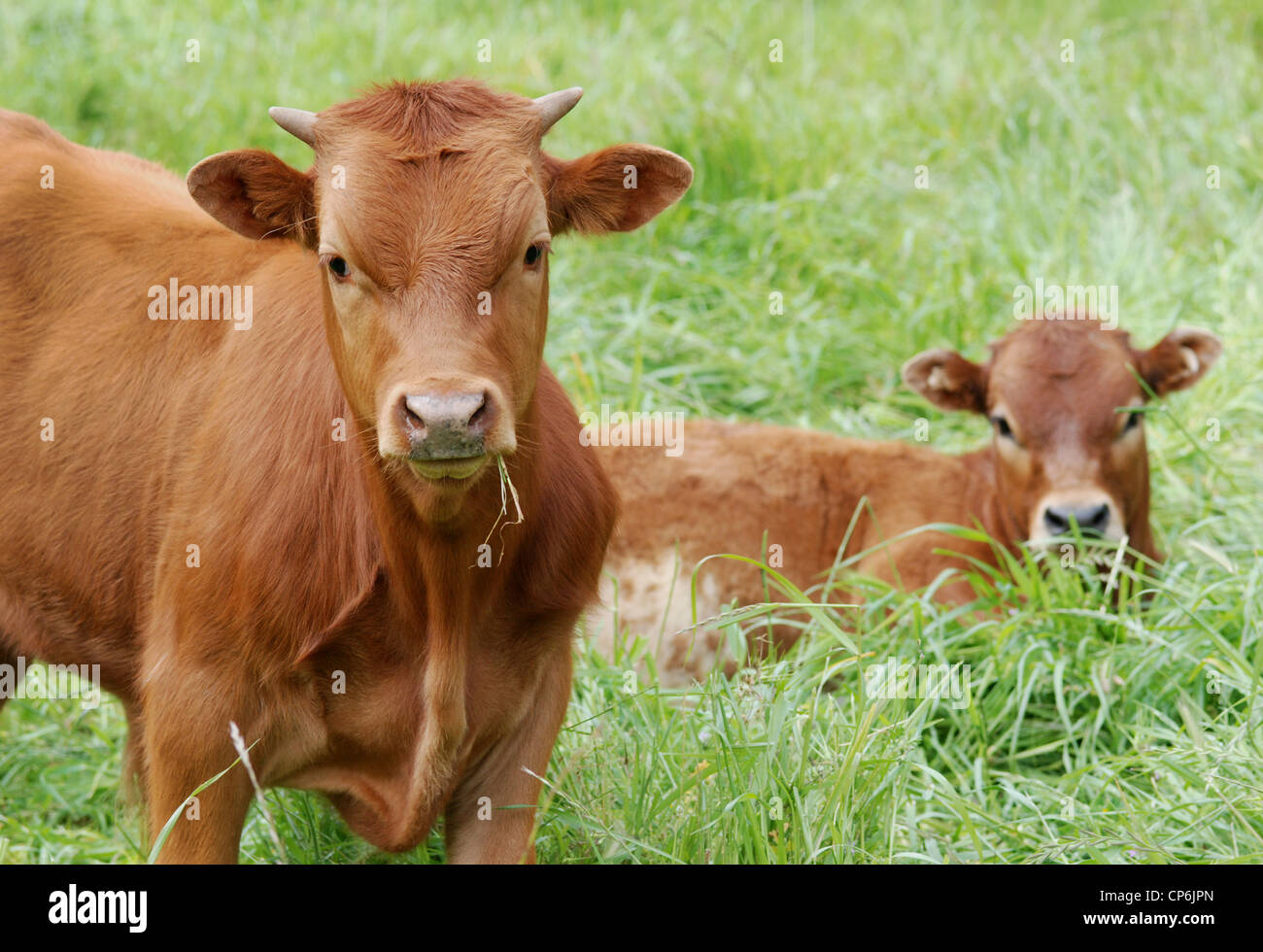 Zwei braune Kälber in einer grünen Weide. Stockfoto