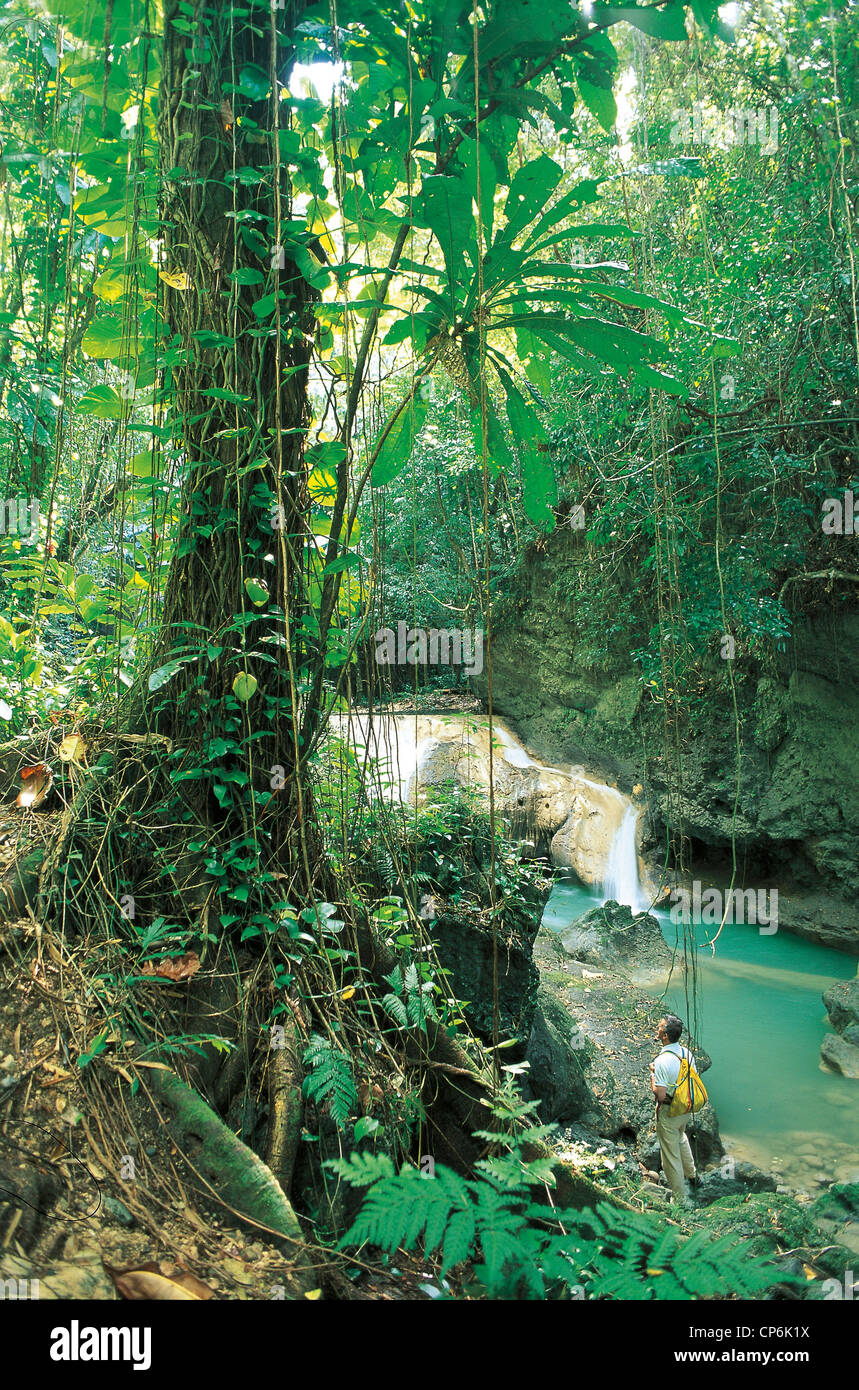 Jamaika - größere Port Antonio. Der Regenwald und Rio Somerset Stockfoto