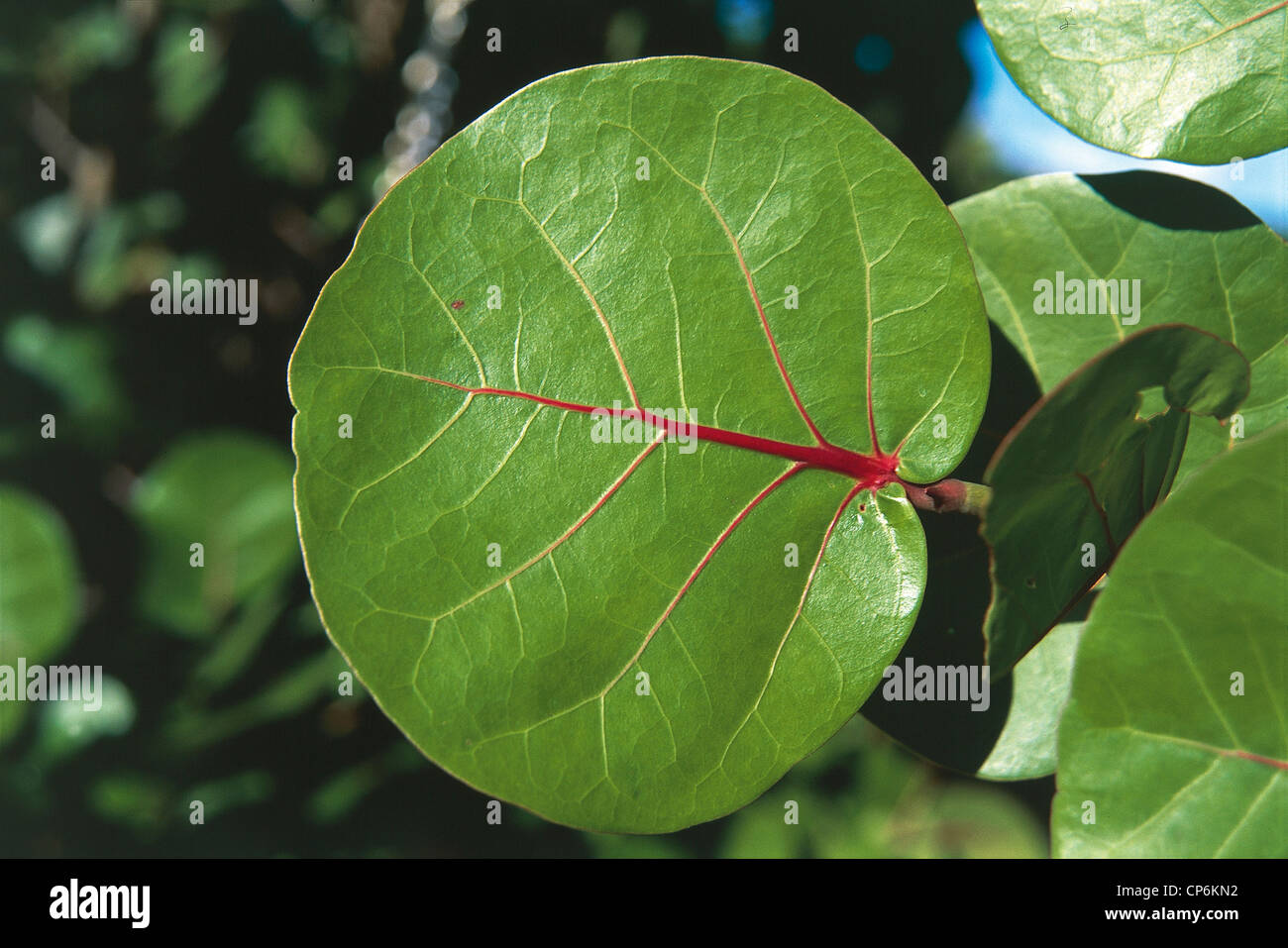 Britische Jungferninseln (britische Kolonie) - Tortola Island - Blatt Stockfoto Britische Jungferninseln (britische Kolonie) - Tortola Island - Blatt Stockfoto