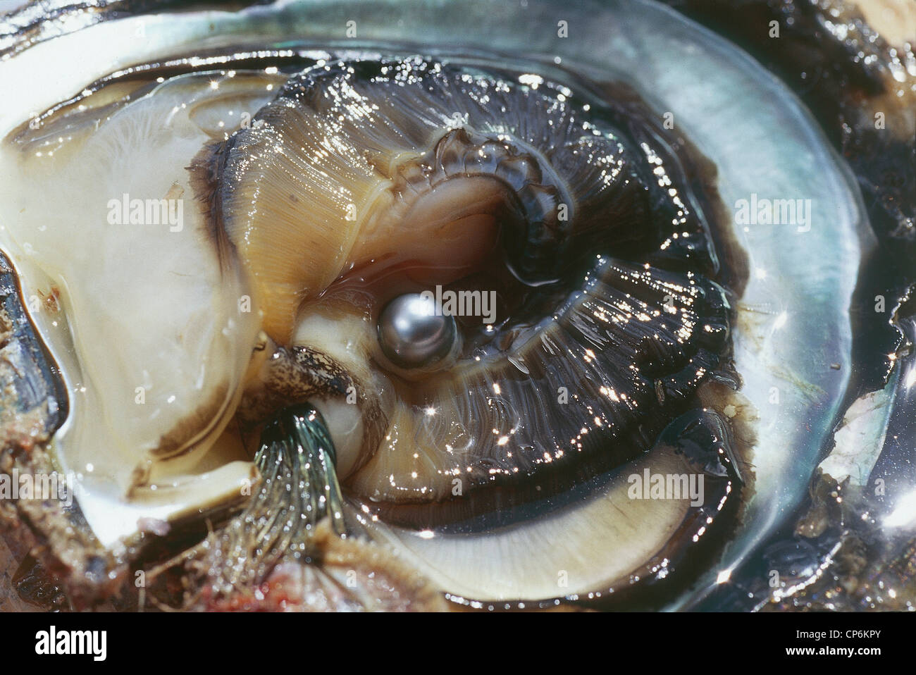 Französisch-Polynesien (Überseegebiet der französischen Republik) - Tuamotu Inseln - Manihi. Schwarze Perle Auster. Stockfoto