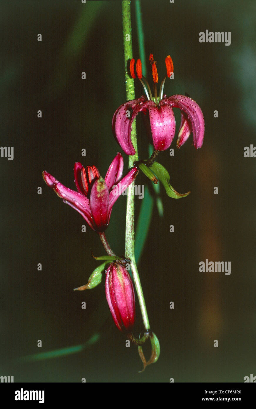 Friaul - regionalen Naturpark der Dolomiten Friaul (PN) - Turk Kappe Lilie (Lilium L. Martagon) Stockfoto