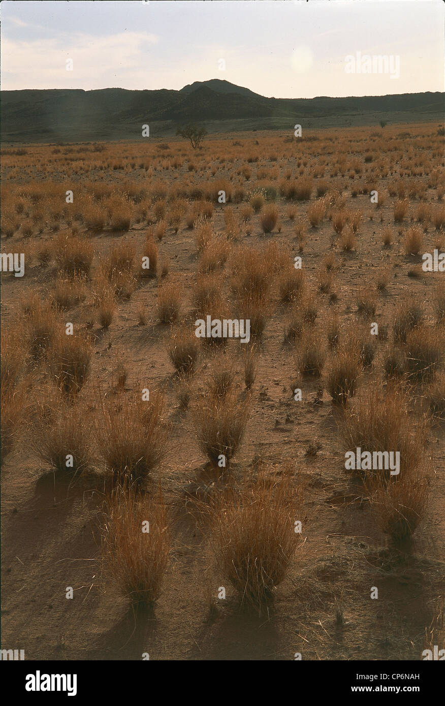 Namibia - Damaraland Wilderness Area. Vegetation in der Wüste Stockfoto