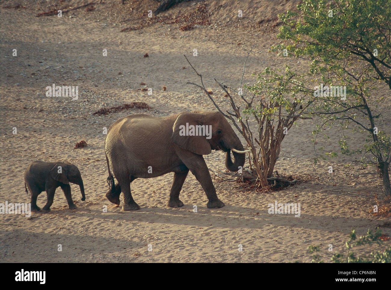Zoologie - Säugetiere Proboscideans - mit einem kleinen afrikanischen Elefanten (Loxodonta Africana). Namibia, Damaraland Wildnisgebiet Stockfoto