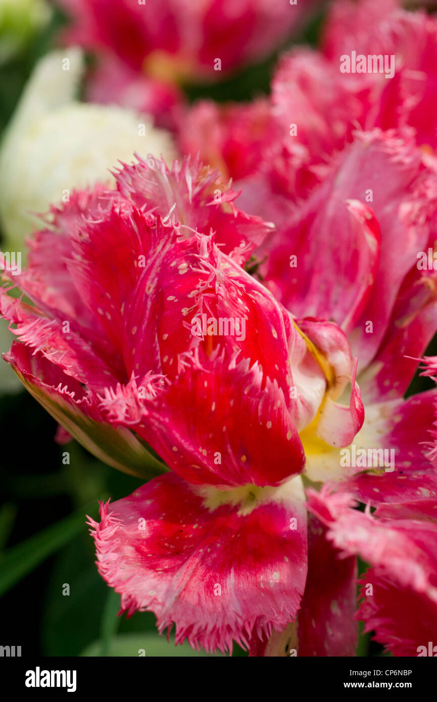 Fransen rosa Tulpen Stockfoto