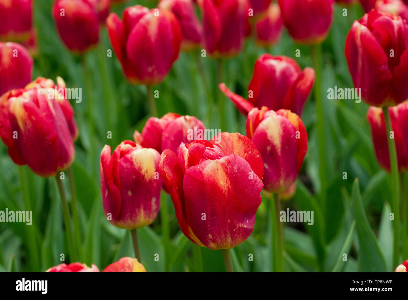Feld mit roten und gelben Tulpen Stockfoto