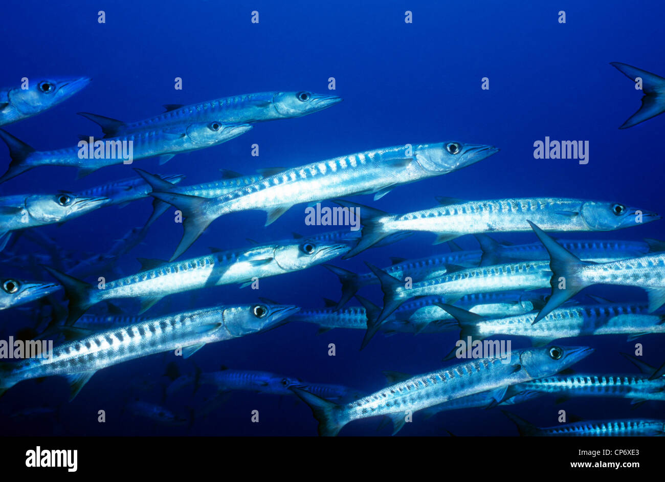 Große Barrakudas, Unterwasser in der sudanesischen Rotes Meer. Erstaunliche Unterwasserwelt Unterwasserwelt. Barracuda. Fisch. Familie, Sphyraenida. Stockfoto