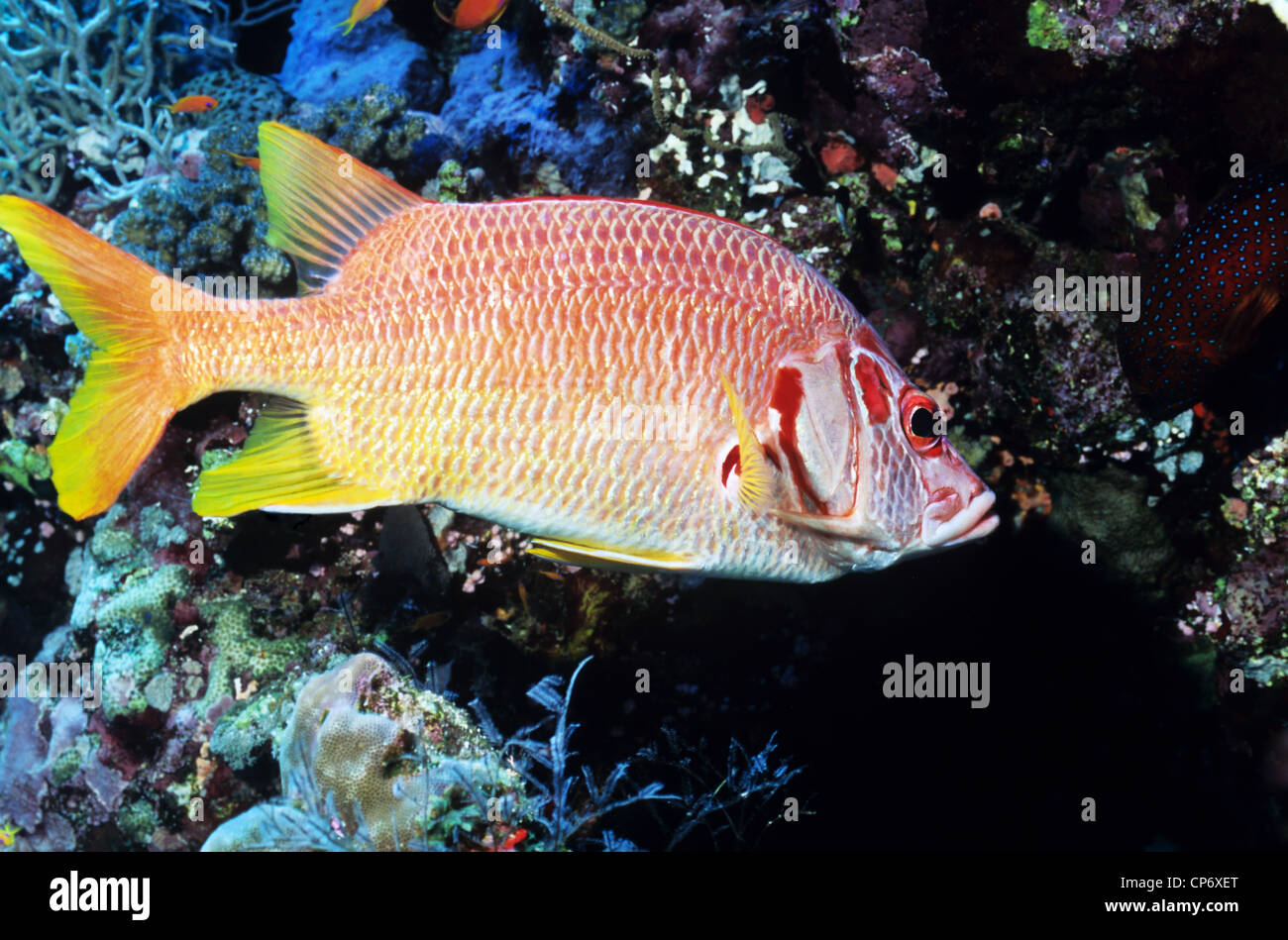 Riesiges Eichhörnchen Fisch unter Wasser in der sudanesischen Rotes Meer. Auch als Long - Kiefer Eichhörnchen Fisch. Stockfoto