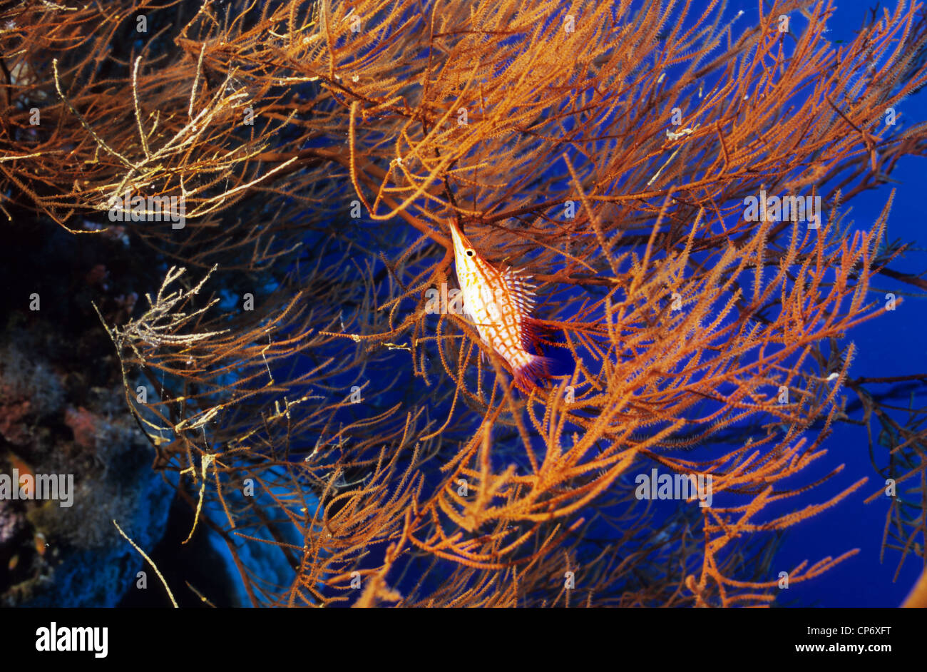 Lange Nase Hawkfish Unterwasser Korallen Taube auf dem Dach. Nur in großen Gorgonien oder schwarzen Korallen gefunden. Stockfoto