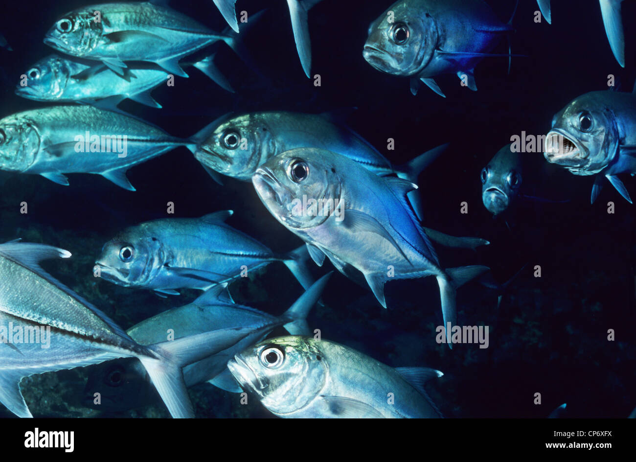 Big - Eyed Auge Makrelen oder Pferd Jack. Diese große Fischschwärme sind im gesamten Roten Meer gefunden. Stockfoto