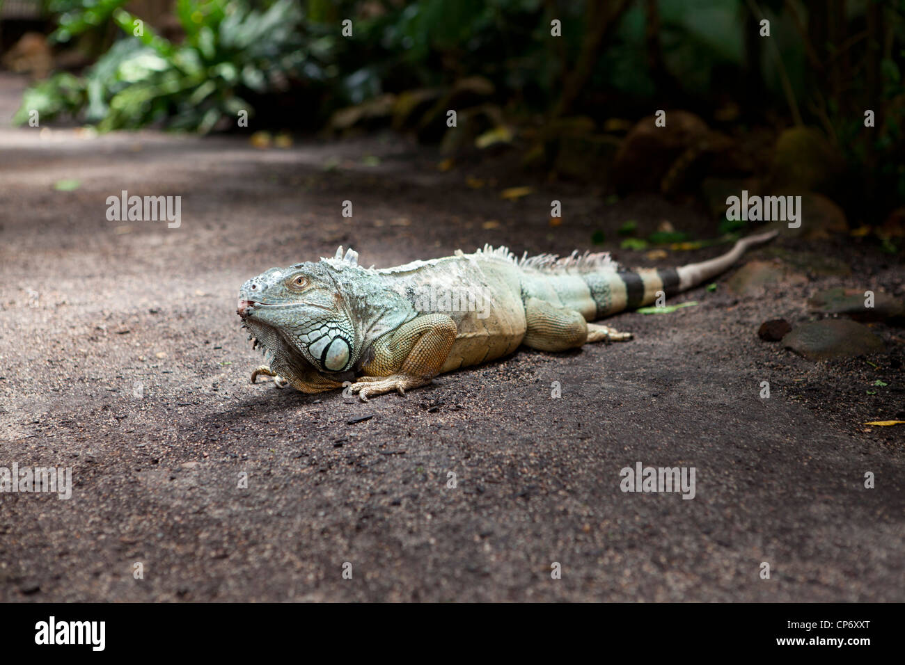 Ein grüner Leguan Klettern entlang dem Boden bei Butterfly World, Klapmuts, Südafrika Stockfoto