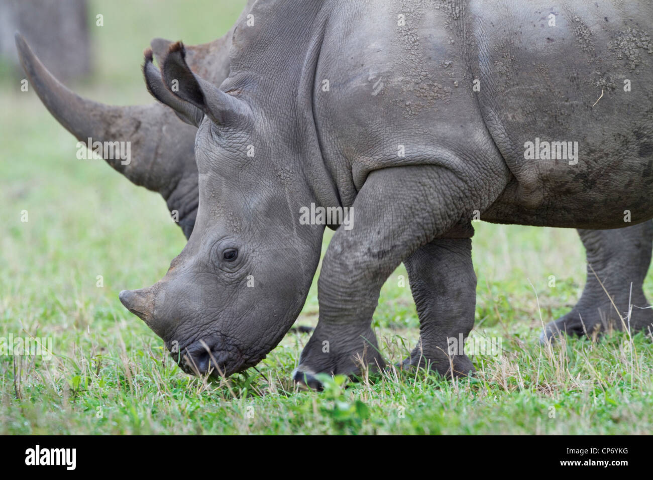 Weißes Nashorn-Baby stehen Seite an Seite mit seiner Mutter zeigen, die vergleichende Horn-Größen Stockfoto