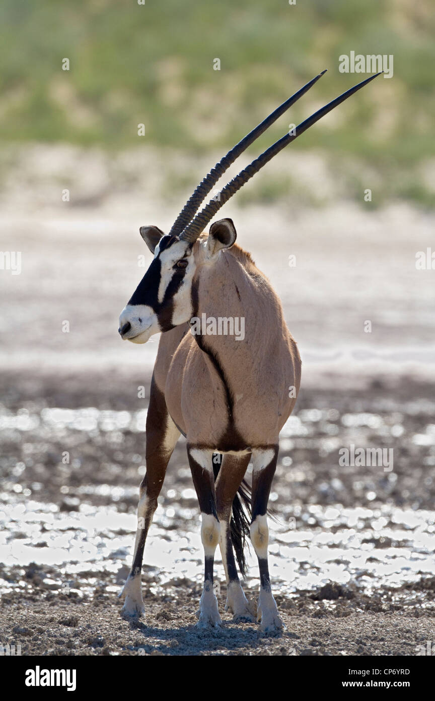 Frontalen Foto eines Widders Gemsbok (Oryx) Stockfoto