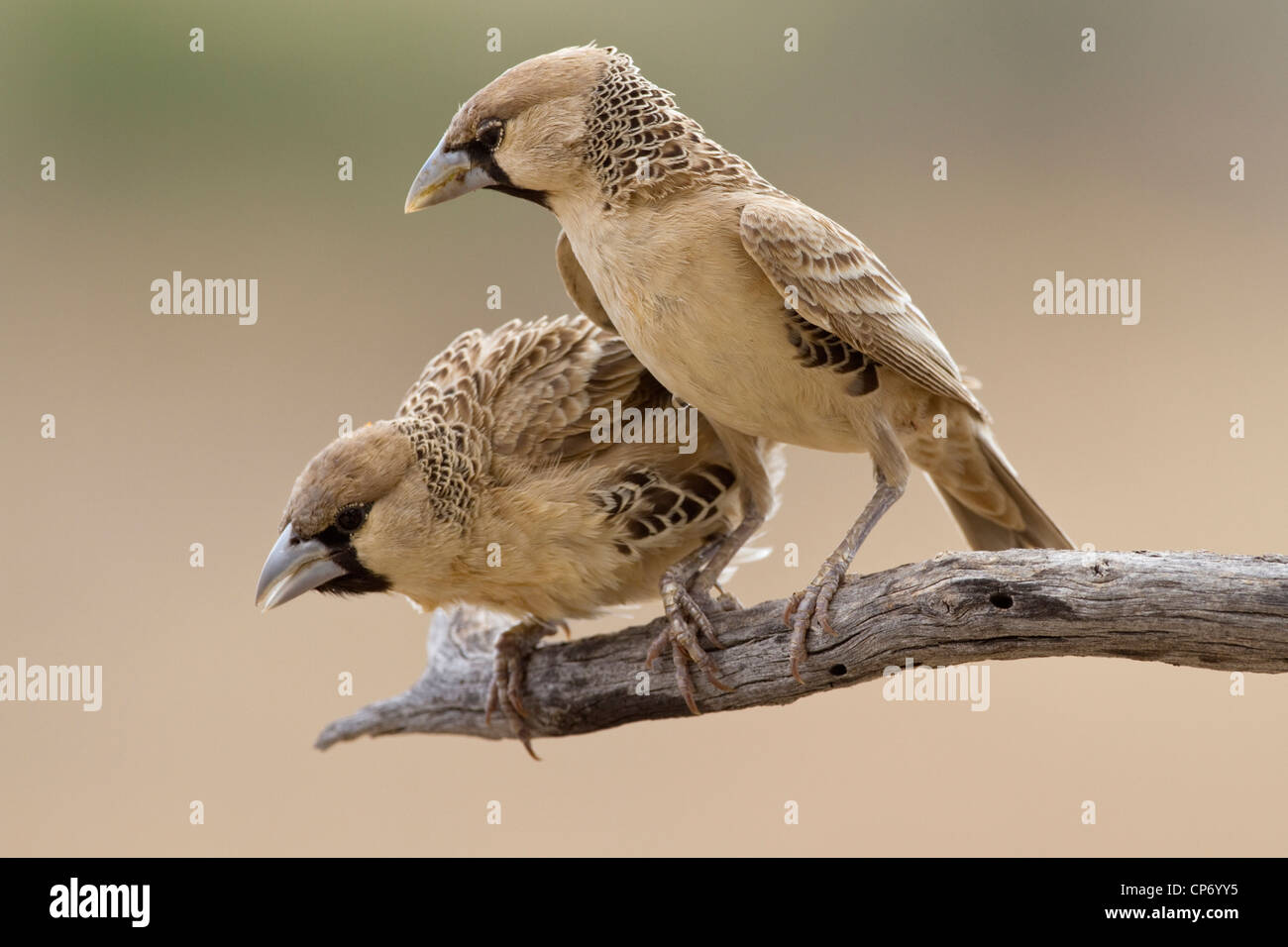 Zwei gesellige Weaver Vögel auf einem Ast einer peering nach unten Stockfoto
