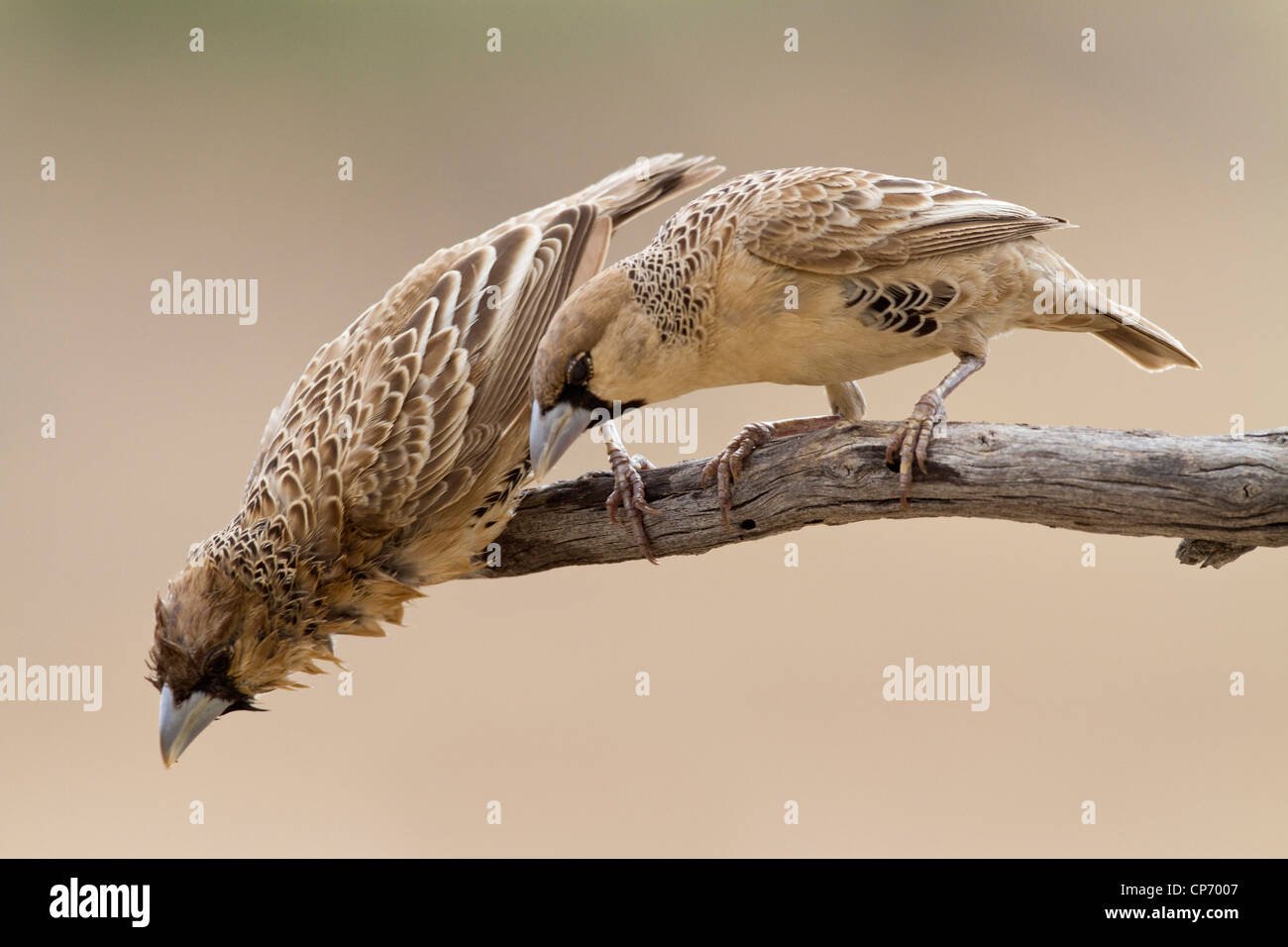 Zwei geselligen Webervögel mit einem peering neugierig nach unten Stockfoto
