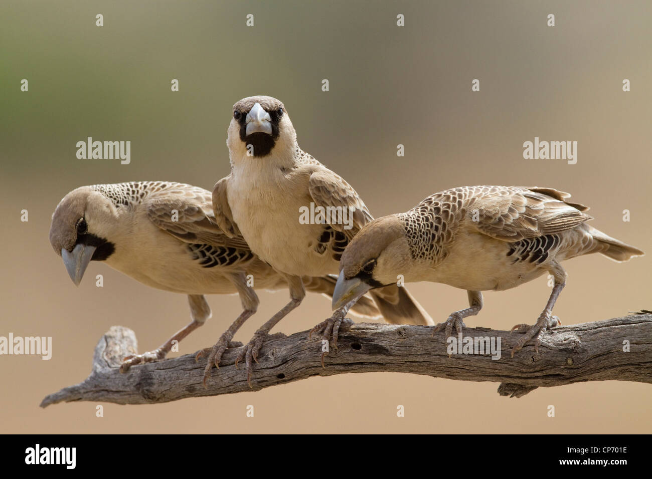Drei geselligen Webervögel auf einem Ast auf der Suche nach unten Stockfoto
