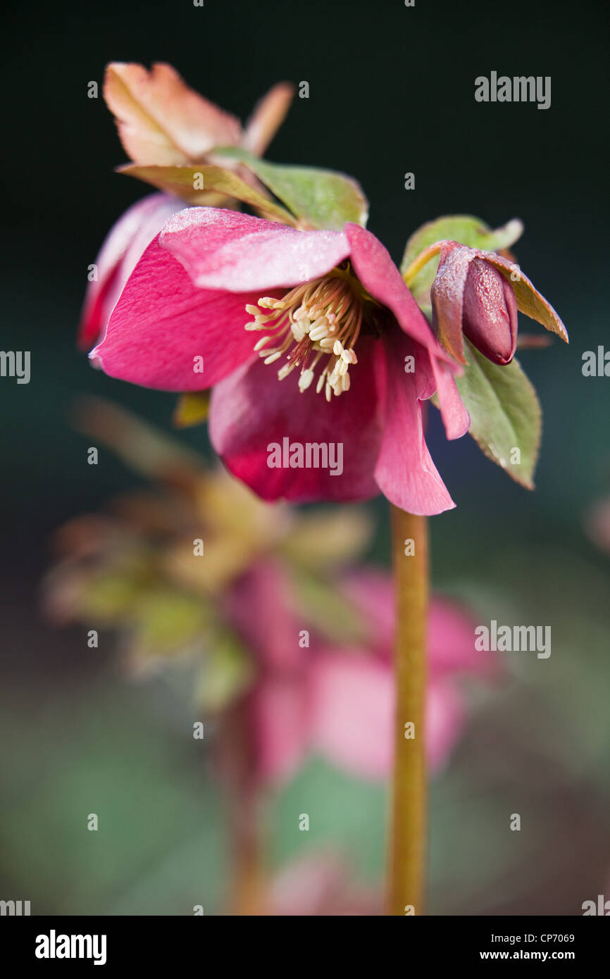 Ein Nieswurz namens Helleborus X hybridus 'Harvington rot' Stockfoto