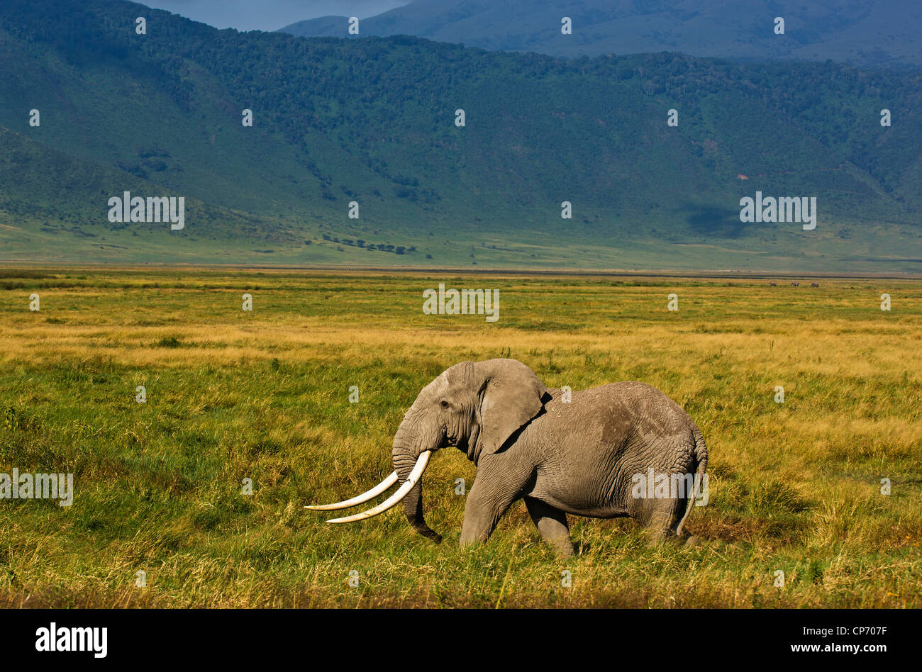Bull Elefantenbullen mit riesigen Stoßzähnen auf dem Boden des Kraters. Dieser Stier geht durch den Namen von Babu - KiSwahili für Vater. Stockfoto