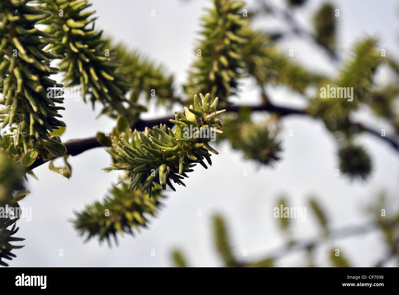 natürlichen Hintergrund Nahaufnahme von Grün auf einem Baum Stockfoto