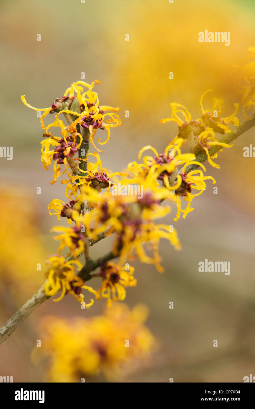 Hamamelis Japonica oder japanische Hamamelis-, allgemein bekannt als Witch-hazel Stockfoto Hamamelis Japonica oder japanische Hamamelis-, allgemein bekannt als Witch-hazel Stockfoto