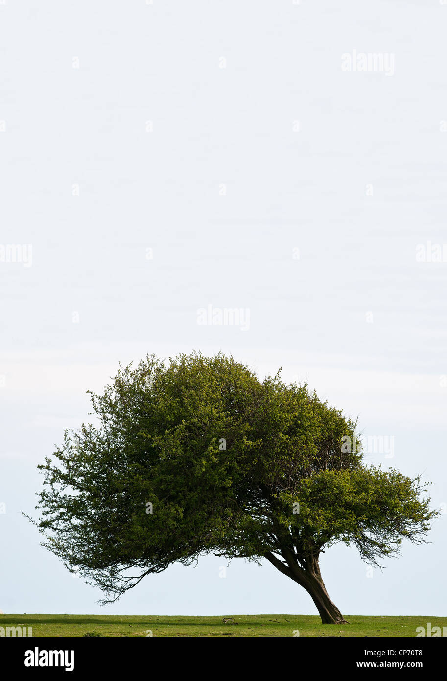 Ein einsamer Baum Stockfoto