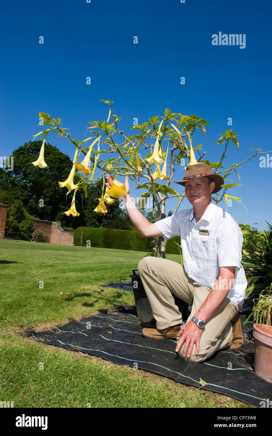 Brugmansia oder Engels Trompeten im Bowood House in der Nähe von Calne, Wiltshire Stockfoto