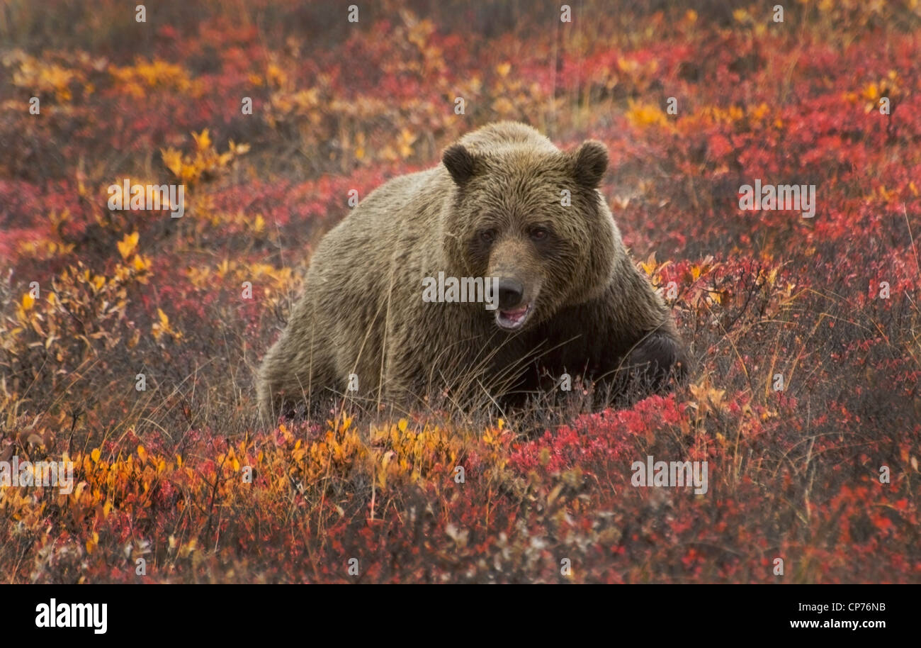 Leistungsbeschreibung der Grizzlybär (Ursus Arctos) Futter in den bunten Herbst Tundra Denali Nationalpark, Alaska Stockfoto
