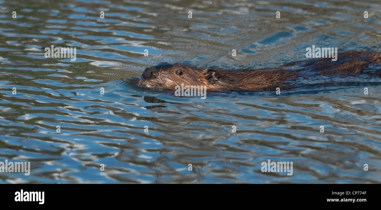 Biber (Castor Canadensis) macht die Runde in seinem Teich, Denali National Paark, Alaska. Stockfoto