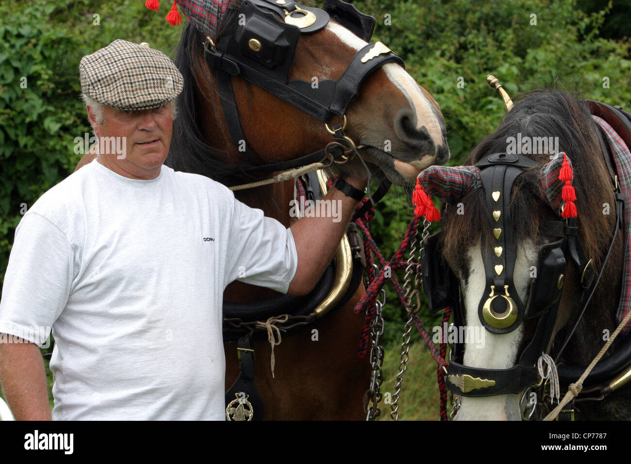 Shire Horses und Handler in Heddington und Stockley Steam Rally. Stockfoto