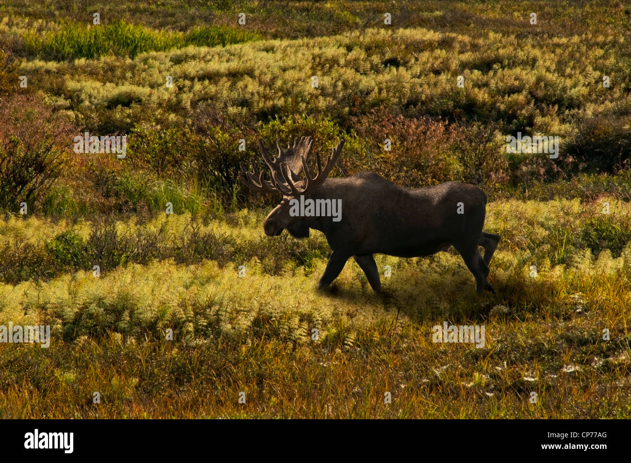Stier Elch (Alces Alces) mit Geweih in samt schreitet Sacrss der Tundra im Denali-Nationalpark, Alaska. Stockfoto