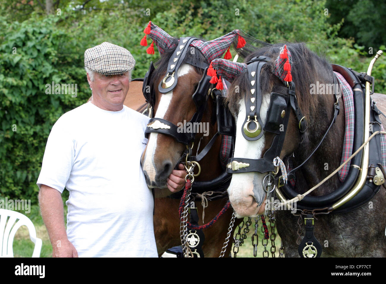 Shire Horses und Handler in Heddington und Stockley Steam Rally. Stockfoto