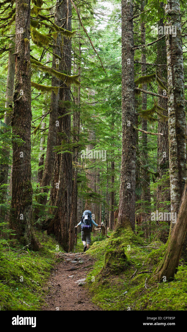 Eine Frau, Wandern auf einem Pfad durch alte Bäume, Mount-Rainier-Nationalpark, Washington, USA. Stockfoto