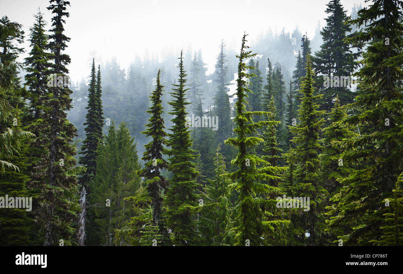 Bäume und Nebel, Seattle Park, Mount Rainier Nationalpark, Washington, USA. Stockfoto
