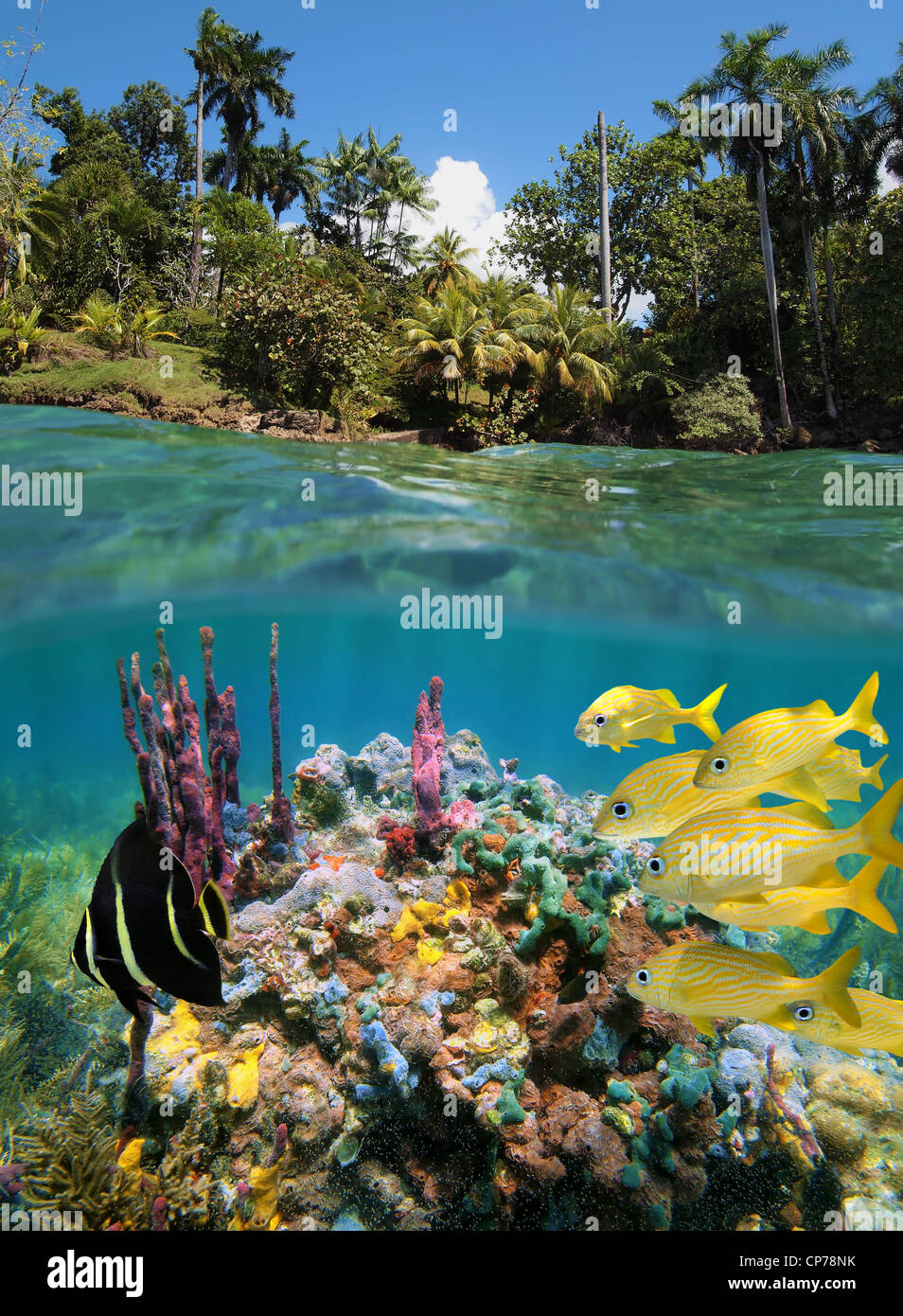 Bunte Unterwasserwelt in einem Korallenriff in der Nähe der tropischen Küste, geteilte Ansicht oberhalb und unterhalb der Wasseroberfläche, Karibik, Mittelamerika, Panama Stockfoto