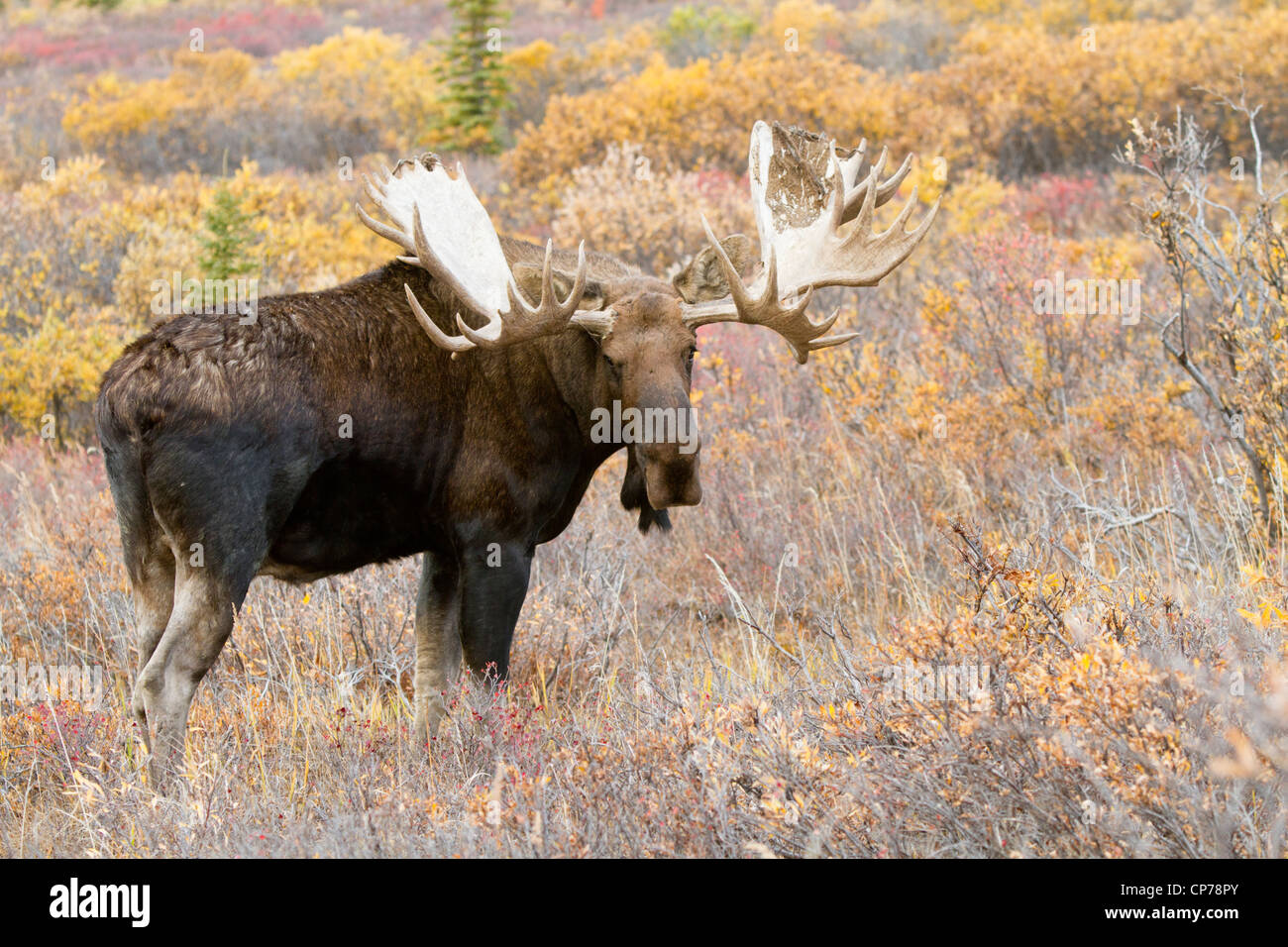 Einen großen Elchbullen führt durch das Herbstlaub in Denali Nationalpark und Reservat, Alaska Interior Stockfoto